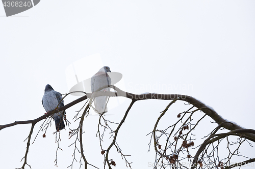 Image of pigeons sitting on the branch in winter