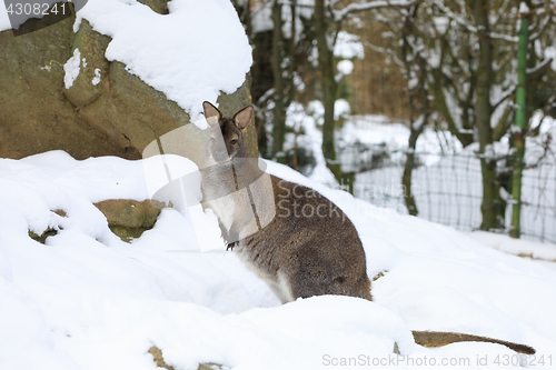 Image of Red-necked Wallaby in snowy winter