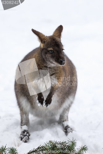 Image of Red-necked Wallaby in snowy winter