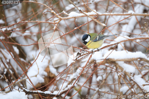 Image of beautiful small bird great tit in winter