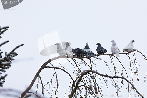 Image of pigeons sitting on the branch in winter