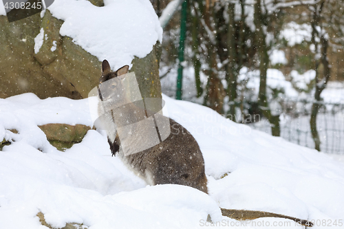 Image of Red-necked Wallaby in snowy winter