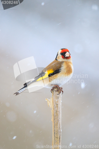 Image of small bird European goldfinch in winter