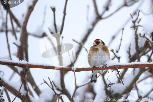 Image of small bird European goldfinch in winter