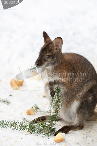 Image of Red-necked Wallaby in snowy winter