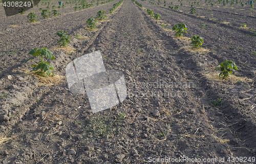 Image of Paulownia Plant Field