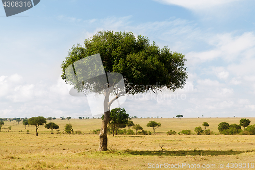 Image of acacia tree in savannah at africa