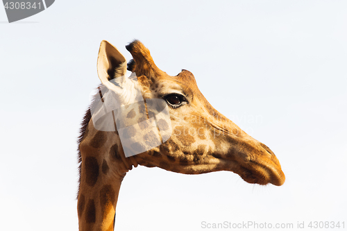 Image of giraffe in africa