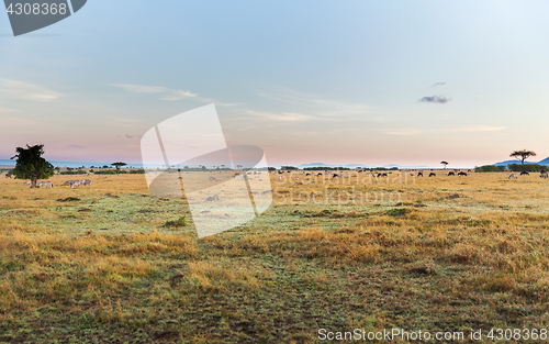 Image of group of herbivore animals in savannah at africa