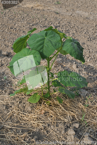 Image of One Paulownia Plant