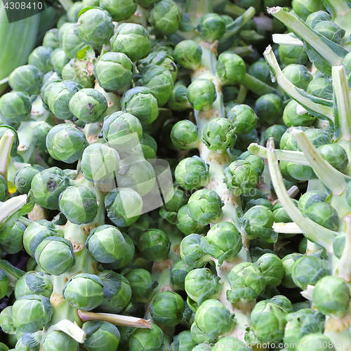 Image of Brussel sprout
