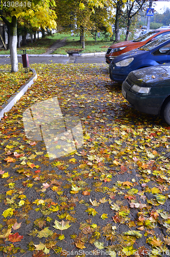 Image of Yellow and red autumn leaves, fallen on asphalt and cars