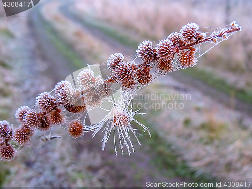 Image of Artistic photo with a branch of grass in the frost on the background of the road