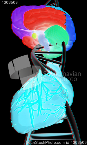 Image of DNA, brain and heart. 3d illustration. Anaglyph. View with red/c