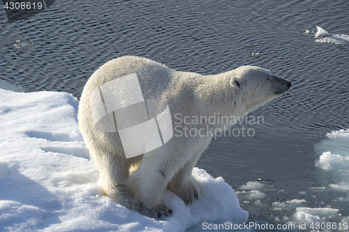Image of Polar bear on the ice.
