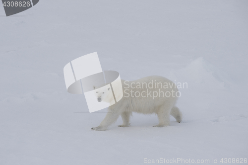 Image of Polar bear walking on the ice.