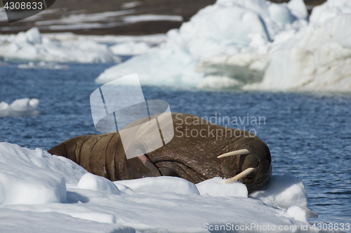 Image of Walrus on ice flow