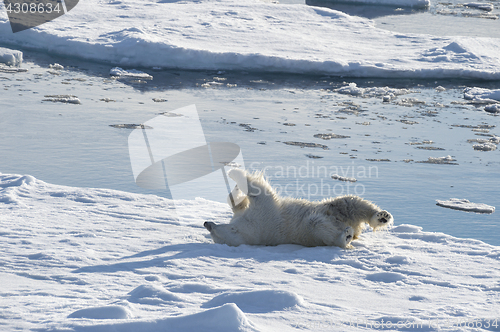 Image of Polar bear walking on the ice.