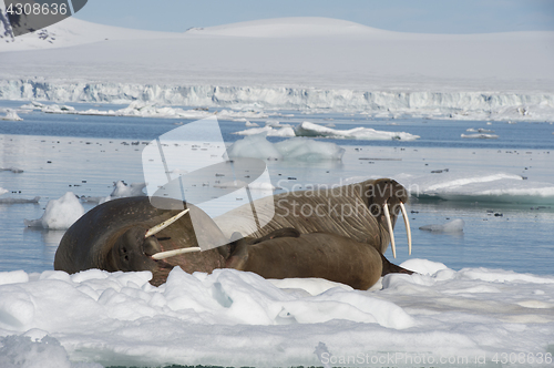 Image of Walruses on ice flow