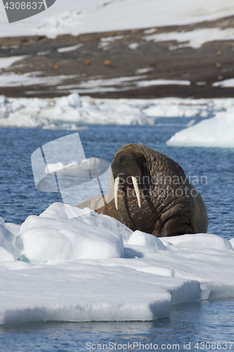 Image of Walrus on ice flow