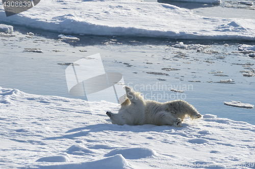 Image of Polar bear llies on a back on the ice.