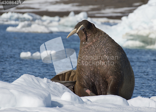 Image of Walrus on ice flow