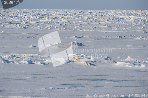 Image of Polar bears walking on the ice.