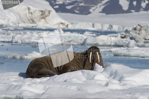 Image of Walrus on ice flow