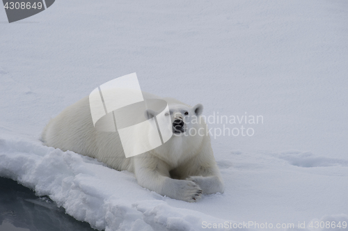 Image of Polar bear lies on the ice.