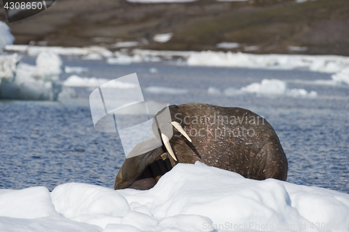 Image of Walrus on ice flow