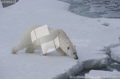 Image of Big polar bear on drift ice edge .