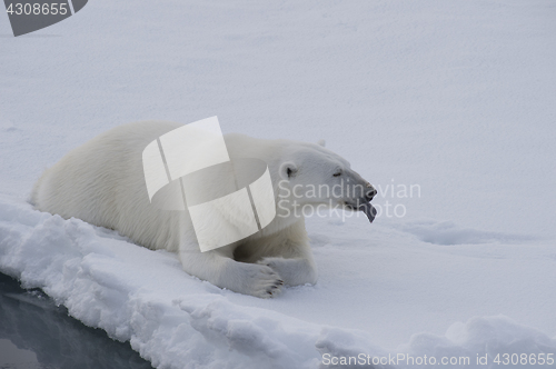 Image of Polar bear lies on the ice.