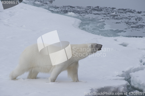 Image of Big polar bear on drift ice edge .