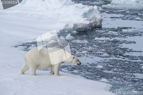 Image of Big polar bear on drift ice edge .