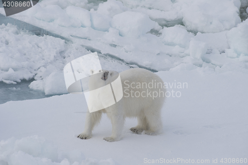 Image of Polar bear walking on the ice.