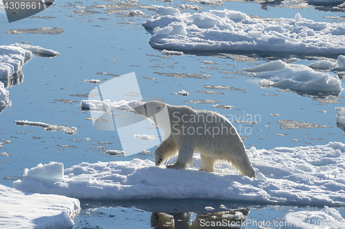 Image of Big polar bear on drift ice edge .