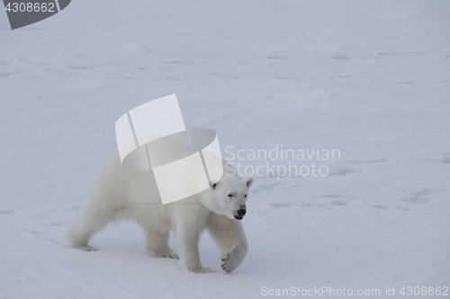 Image of Polar bear walking on the ice.