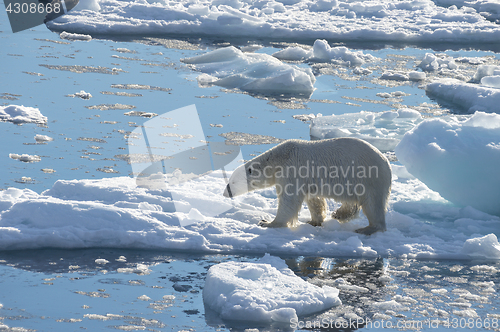 Image of Big polar bear on drift ice edge .