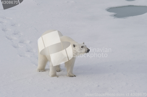 Image of Polar bear walking on the ice.