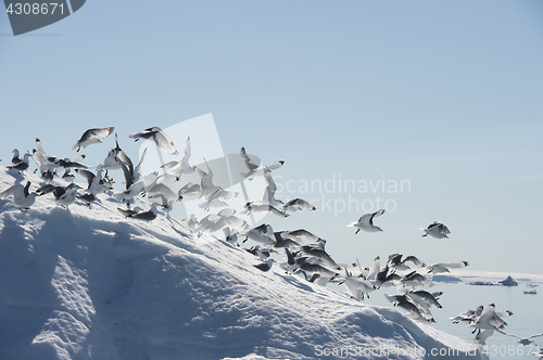 Image of Black-legged Kittiwake on iceberg