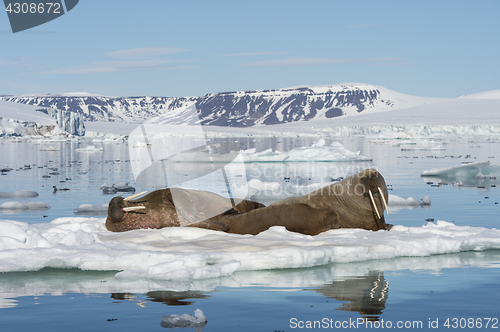 Image of Walruses on ice flow