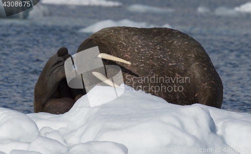 Image of Walrus on ice flow