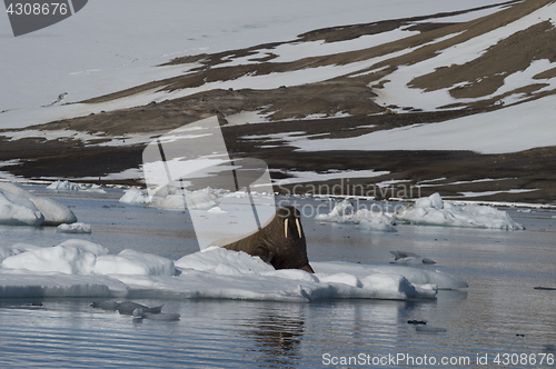 Image of Walrus on ice flow