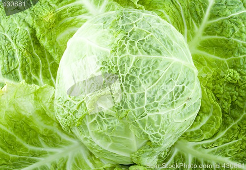 Image of Cabbage