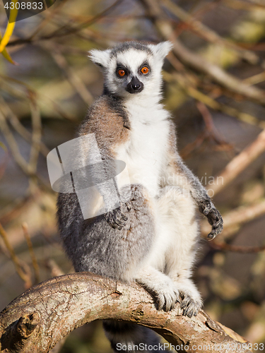 Image of Ring-tailed lemur (Lemur catta)