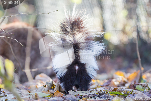 Image of Skunk (Mephitis mephitis) in winter