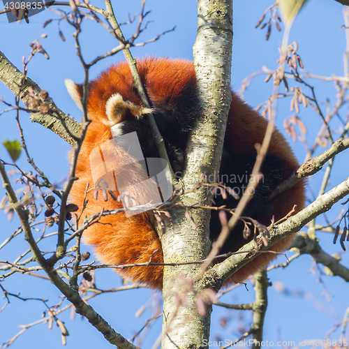 Image of Red panda napping