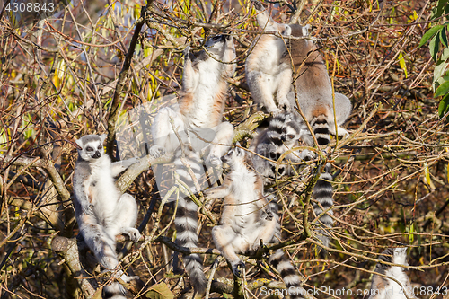 Image of Ring-tailed lemur (Lemur catta), group in a tree