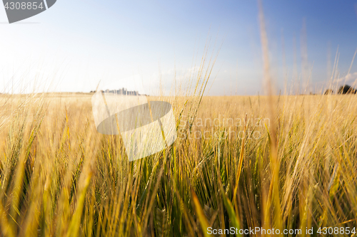 Image of agricultural field and blue sky