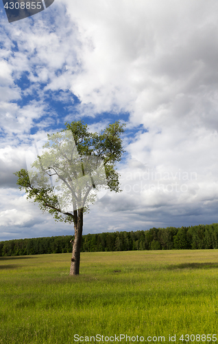 Image of tree in the summer